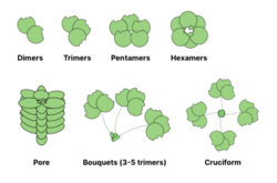 Oligomerization structures of lectins.png