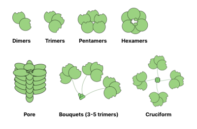 Cartoon depiction of common oligomeric structures of lectins, including dimers, trimers, pentamers, hexamers, pores formed from stacking hexamers, bouquets of trimers connected by peptide linkers, or cruciform (4 trimers spread out in a cross-resembling fashion)