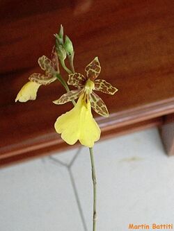 Oncidium graminifolium.jpg