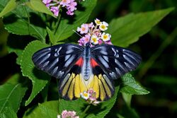 Open wing posture nectering of Delias acalis Godart, 1819 – Redbreast Jezebel WLB DSC 5300.jpg