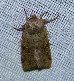 Orthosia hibisci - Speckled Green Fruitworm Moth (13571272714).jpg