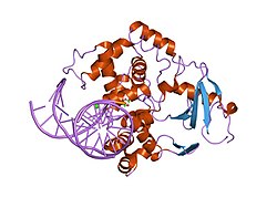 PDB 1m3h EBI.jpg