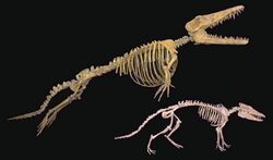 Pakicetus Ambulocetus Skeletons comparison.jpg