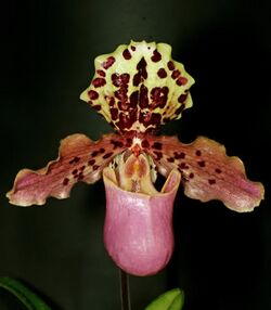 Paphiopedilum henryanum Orchi 0002.jpg