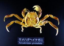 Paradorippe granulata - National Museum of Nature and Science, Tokyo - DSC06758.JPG