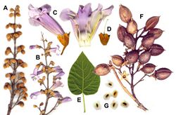 Paulownia tomentosa 2000.jpg