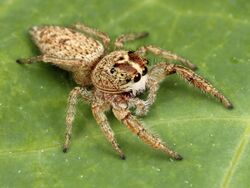 Phanias harfordi female 01.jpg