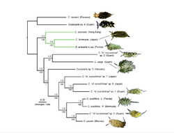 Phylogram of Costasiella.png