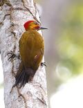 Piculus leucolaemus - White-throated woodpecker (male).jpg