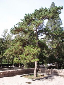 PinusTabulaeformis4.jpg
