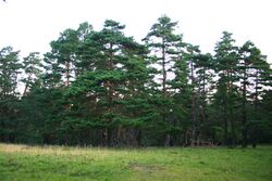 Pinus sylvestris hamata Babugan.jpg