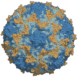 A type 3 poliovirus capsid coloured by chains