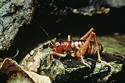 Raukumara Tusked weta DOC.jpg