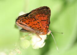 Red-bordered metalmark (Caria ino) female ventral.jpg