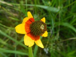 Rudbeckia amplexicaulis.jpg