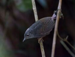 Scytalopus diamantinensis - Diamantina tapaculo.jpg