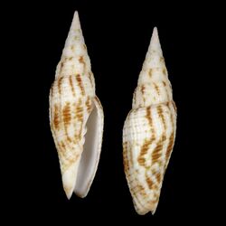 Shell Imbricaria bellulavaria.jpg