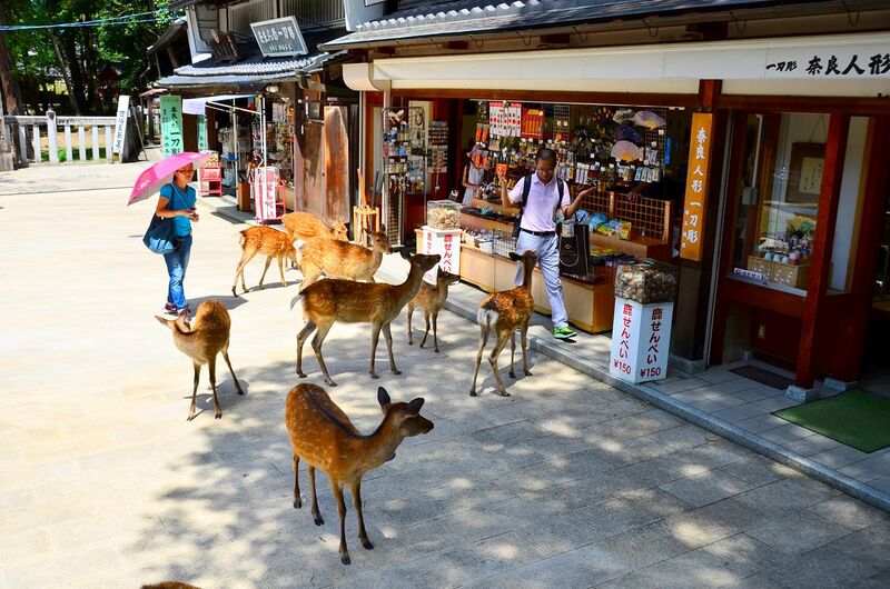 File:Sika deer in Nara 09.jpg