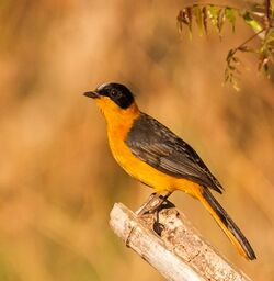 Snowy-crowned robin-chat.jpg