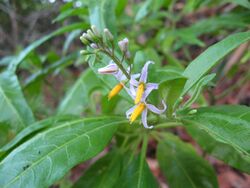 Solanum bahamense.jpg