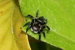 Spider(Stenaelurillus Sp) 05947.jpg