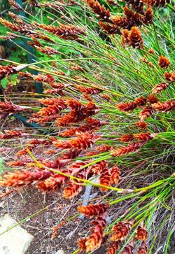 Staberoha banksii - Cape Mountain fynbos - restio 3.jpg