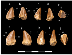 Stelladens teeth - Longrich et al 2023.png