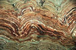 Stromatolites, Belt Supergroup, Glacier National Park.jpg