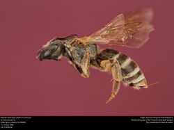 Sweat bee (Halictus confusus) (37753597756).jpg