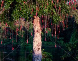 TREE BOOTLACE SURINAM AMAZONE SOUTH-AMERICA (32976580666).jpg