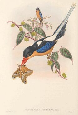 Tanysiptera nigriceps Sclater, 1877.jpg