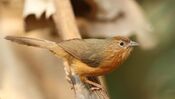 Tawny bellied warbler 2 by David Raju (cropped).jpg