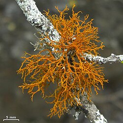 bushy dark orange lichen growing on a tree branch