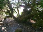 The Post Office Tree.JPG