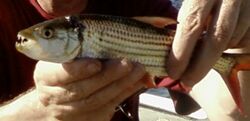 TigerfishHydrocynusVittatus2.jpg