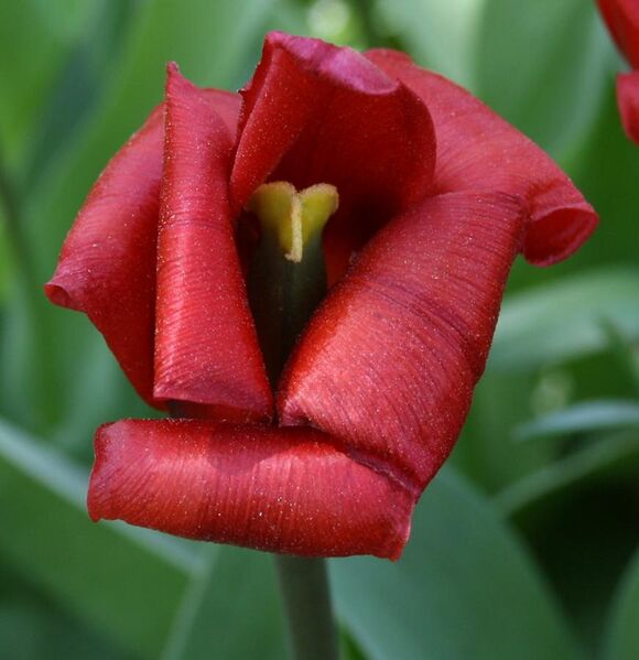 File:Tulipa kaufmanniana-Hybride Showwinner.JPG