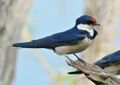 White-throated Swallows (Hirundo albigularis) (6817418149) (cropped).jpg