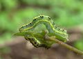 Xanthodes transversa caterpillars by N A Nazeer.jpg