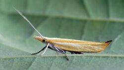 Ypsolopha blandella (48447851961).jpg