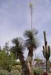 Yucca elata blooming.jpg