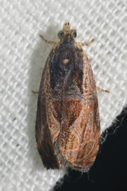 - 2800 – Olethreutes nigranum – Variable Nigranum Moth (19269907874).jpg