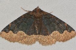 - 8717 – Zale horrida – Horrid Zale Moth (15461656584).jpg