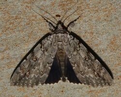 - 8780 – Catocala robinsonii – Robinson's Underwing Moth (43831863625).jpg