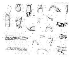 1902 A new and annectant type of chilopod (Craterostigmus) Plate23.jpg