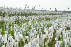 2013.02-402-294a Pearl millet,breeding,selfing ICRISAT,Patancheru(Hyderabad,Andhra Pradesh),IN wed20feb2013.jpg