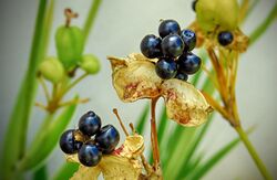 21-Flor Leopardo – Belamcanda chinensis.jpg
