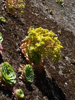 Aeonium glandulosum.jpg