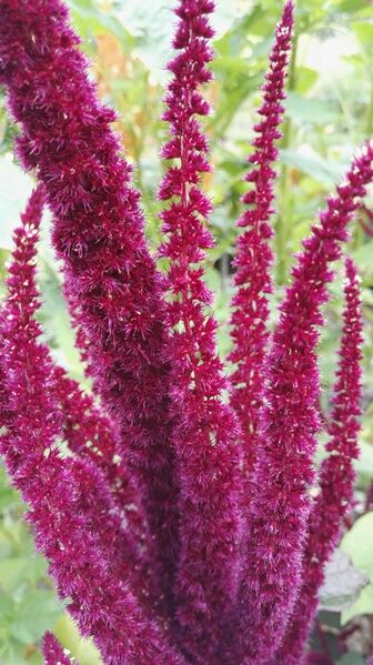 File:Amaranthus cruentus L.-4F.jpg