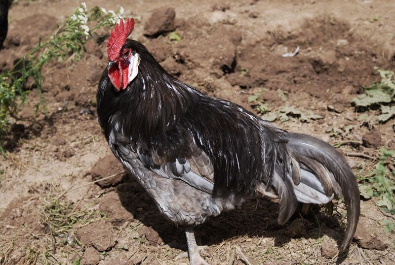 File:Andalusian Blue chicken (male).jpg