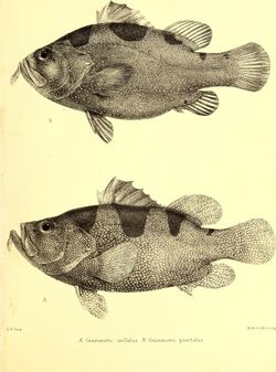 Andrew Garrett's Fische der Südsee (1873) (18009240459).jpg